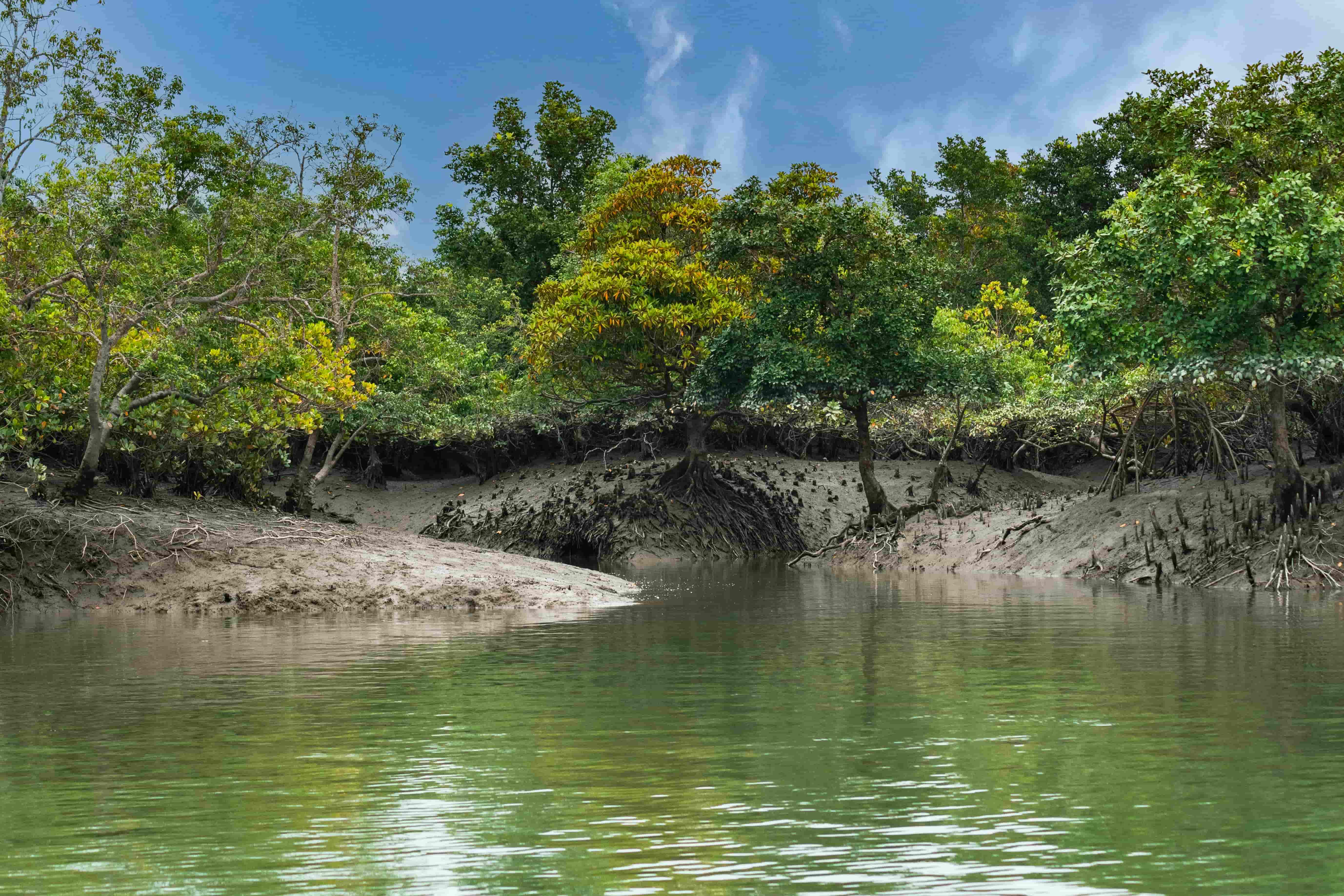 tiger safari in sundarbans