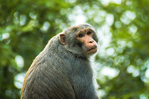 sundarban wildlife safari