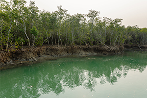 Do you know the exact travel distance to the Resort in Sundarban? The distance between Kolkata to sundarbans by Road is 125 Kms and you can easily access it from the Canning Railway Station.