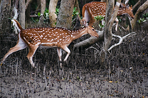 riverside resort sundarban