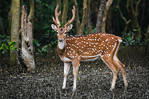 Are you considering a stress-free weekend? Spending some days at the best resort in Sundarban will save you from the chaos, and exhaustion of city life. Avail the reasonable Sundarban resort booking packages now!