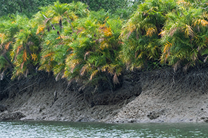 Sunderban Jungle Camp