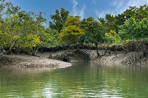 jharkhali jungle safari