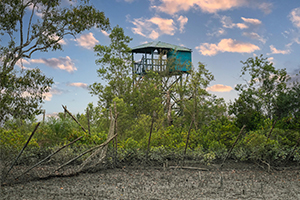 sundarban tiger camp