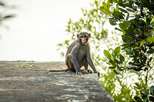 sundarban jungle safari